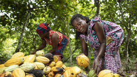 Eerlijke handel met producenten