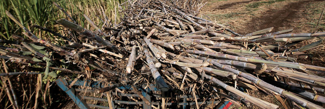 Biobrandstoffen Peru
