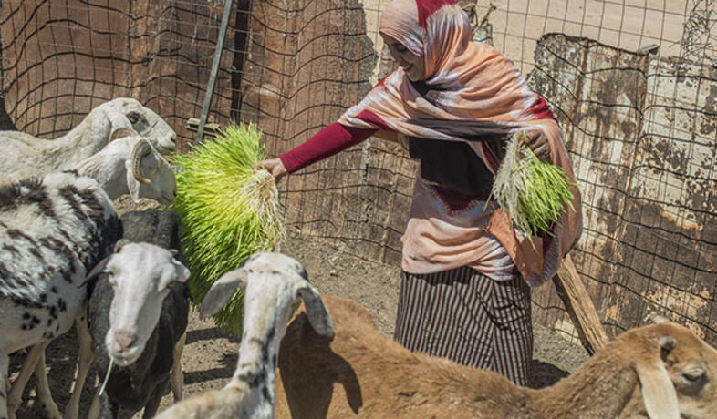 Sahraoui woman giving fresh food to her goats