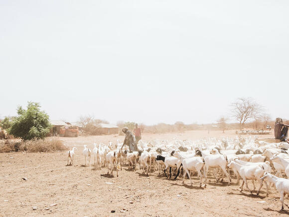 Ruraal landschap Kenya