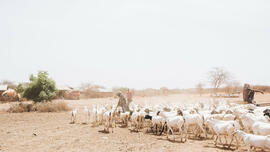 Ruraal landschap Kenya