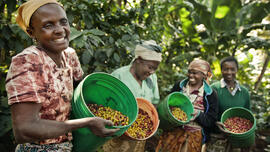 Vrouwen met groene koffiebessen