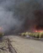 Brandend suikerrietveld