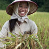 Laos field worker in rice field